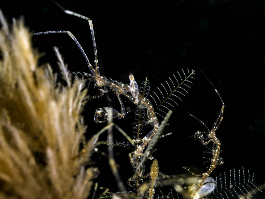 Caprella sp.